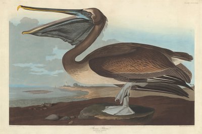 Brown Pelican by John James Audubon